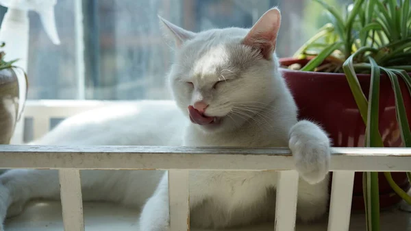 Evde Yuvarlak Gözlerle Oynayan Sevimli Beyaz Bir Kedi — Stok fotoğraf