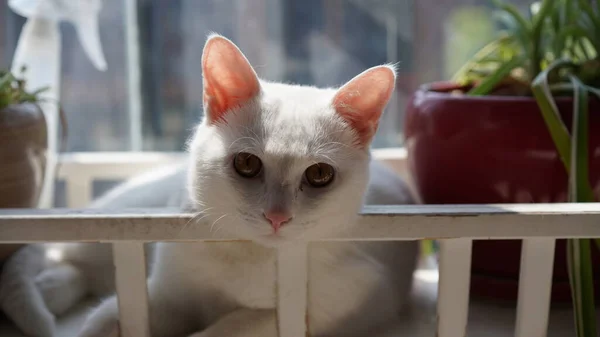 Один Милый Белый Кот Играет Доме Круглыми Глазами — стоковое фото