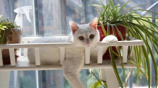 귀여운 고양이가 눈으로 집에서 — 스톡 사진