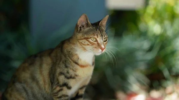 One Adorable Wild Cat Sitting Garden Resting — Foto Stock