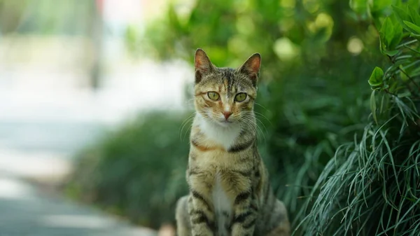 1匹の愛らしい野生の猫が休息のために庭に座っている — ストック写真