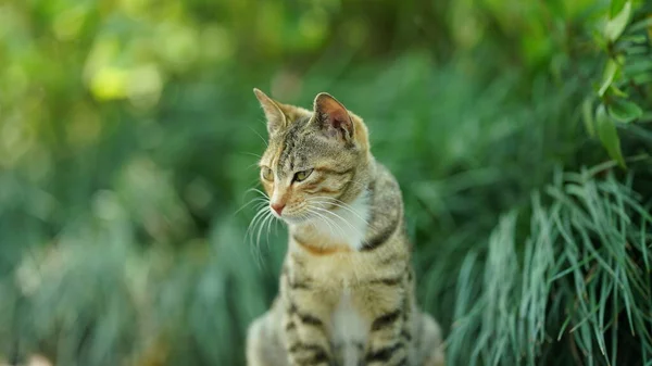 One Adorable Wild Cat Sitting Garden Resting — Stock Photo, Image