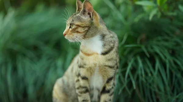 One Adorable Wild Cat Sitting Garden Resting — Stock Photo, Image