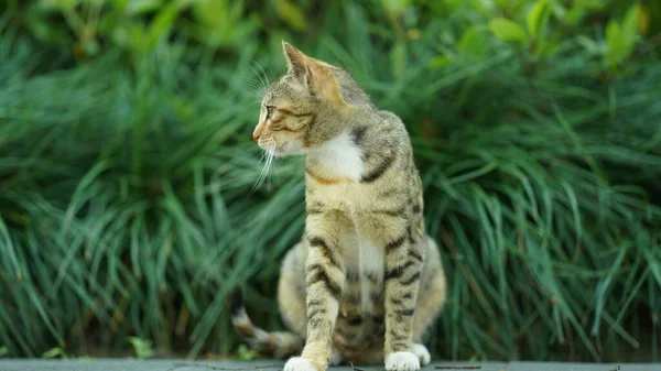 1匹の愛らしい野生の猫が休息のために庭に座っている — ストック写真