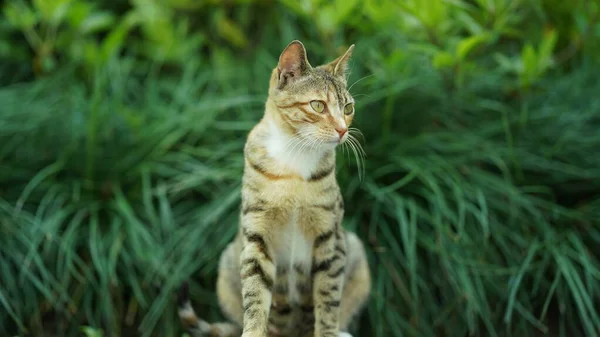 One Adorable Wild Cat Sitting Garden Resting — Fotografia de Stock