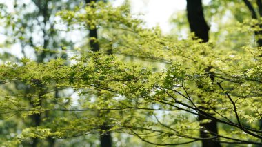 Ormandaki güzel bahar manzarası Taze yeşil ağaçlar ve ılık güneş ışığı