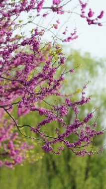 Ormandaki güzel bahar manzarası Taze yeşil ağaçlar ve ılık güneş ışığı