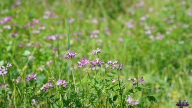 Ormandaki güzel bahar manzarası Taze yeşil ağaçlar ve ılık güneş ışığı