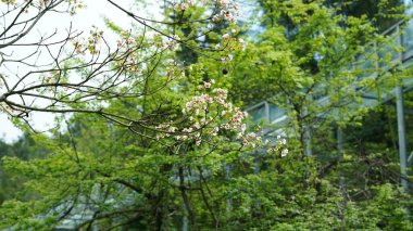 Ormandaki güzel bahar manzarası Taze yeşil ağaçlar ve ılık güneş ışığı