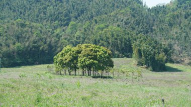 Ormandaki güzel bahar manzarası Taze yeşil ağaçlar ve ılık güneş ışığı