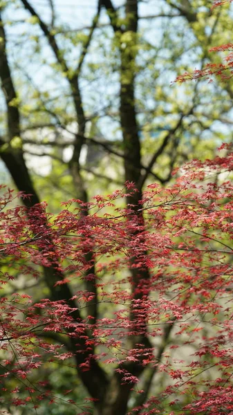 Krásná Jarní Krajina Lese Čerstvými Zelenými Stromy Teplým Slunečním Světlem — Stock fotografie