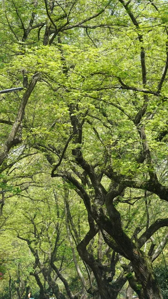 Прекрасний Весняний Пейзаж Лісі Свіжими Зеленими Деревами Теплим Сонячним Світлом — стокове фото