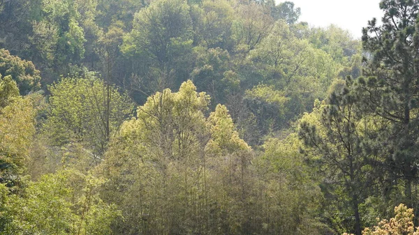 Beautiful Spring Landscape Forest Fresh Green Trees Warm Sunlight — Fotografia de Stock