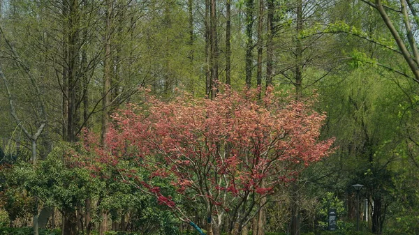 新緑と暖かい日差しの森の中の美しい春の風景 — ストック写真