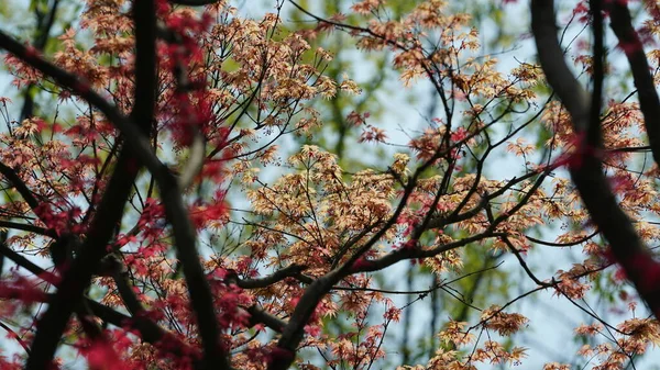 Bela Paisagem Primavera Floresta Com Árvores Verdes Frescas Luz Solar — Fotografia de Stock