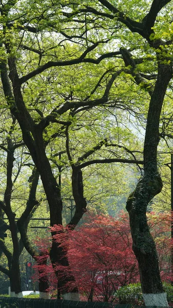 Bela Paisagem Primavera Floresta Com Árvores Verdes Frescas Luz Solar — Fotografia de Stock