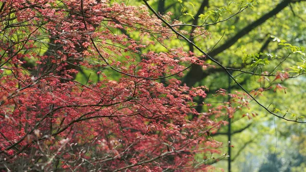Прекрасний Весняний Пейзаж Лісі Свіжими Зеленими Деревами Теплим Сонячним Світлом — стокове фото