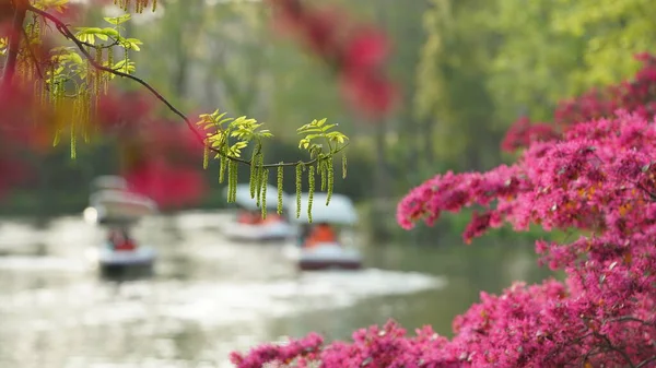 Bela Paisagem Primavera Floresta Com Árvores Verdes Frescas Luz Solar — Fotografia de Stock