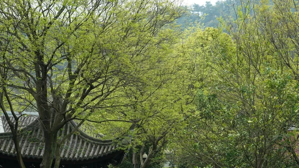 Krásné Tradiční Čínské Vesnice Pohled Klasickou Architekturou Čerstvé Zelené Stromy — Stock fotografie