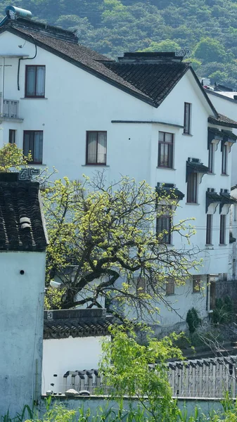 中国の伝統的な村の美しい景色と伝統的な建築と春の背景として新鮮な緑の木 — ストック写真