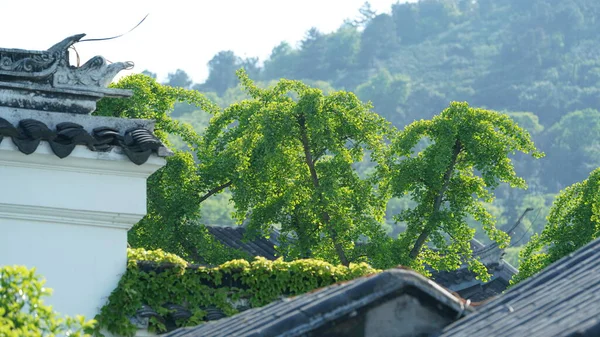 Het Prachtige Traditionele Chinese Dorpsgezicht Met Klassieke Architectuur Frisse Groene — Stockfoto