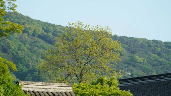 봄에는 전통적 나무들을 배경으로 아름다운 중국의 전통적 — 스톡 사진