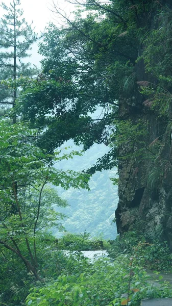 Vista Velha Grande Árvore Cheia Das Folhas Verdes Nela Campo — Fotografia de Stock