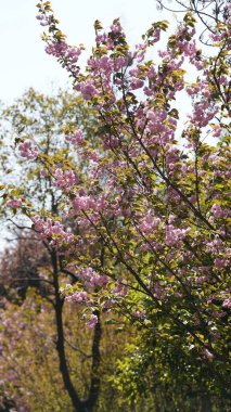 Baharda bahçede açan güzel çiçekler.