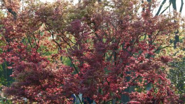 Ağaçlarda büyüyen taze yapraklarla bahar manzarası 