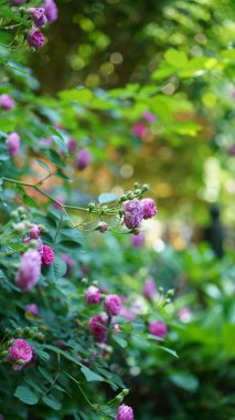 Baharda bahçede açan güzel çiçekler.