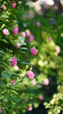 Baharda bahçede açan güzel çiçekler.