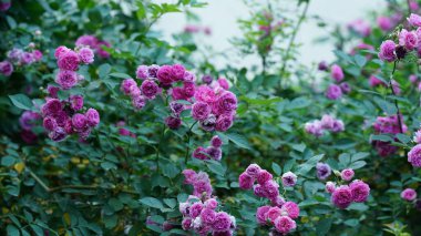 Baharda bahçede açan güzel çiçekler.