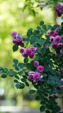 Baharda bahçede açan güzel çiçekler.