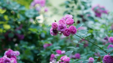 Baharda bahçede açan güzel çiçekler.