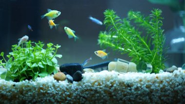 Havuzda yüzen sevimli ve renkli balıklar