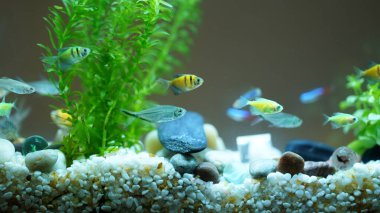 Havuzda yüzen sevimli ve renkli balıklar