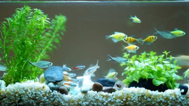 Havuzda yüzen sevimli ve renkli balıklar