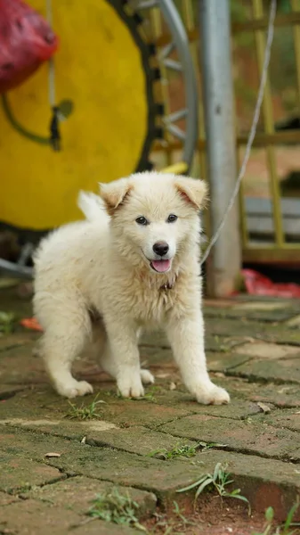 Simpatici Cagnolini Vista Giardino — Foto Stock