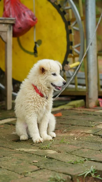 Anjing Kecil Yang Lucu Melihat Taman — Stok Foto