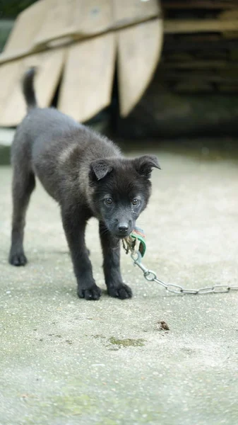 Anjing Kecil Yang Lucu Melihat Taman — Stok Foto