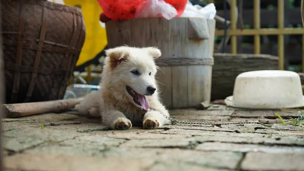 Cute Little Dogs View Garden — Stock Photo, Image