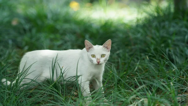 Den Söta Katten Med Runda Ögon Och Vackert Ansikte — Stockfoto