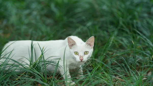 Gato Bonito Com Olhos Redondos Rosto Lindo — Fotografia de Stock