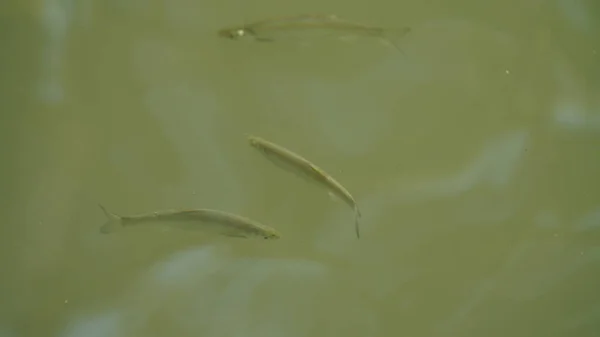 Die Schönen Fische Schwimmen Pool — Stockfoto