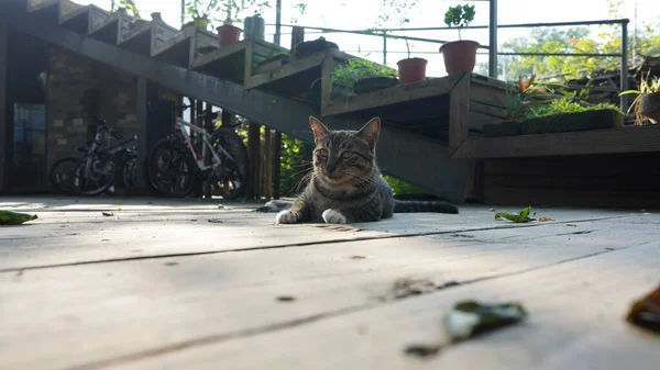 Симпатичная Кошка Круглыми Глазами Милым Лицом — стоковое фото
