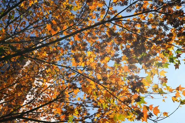Прекрасний Осінній Вид Барвистим Листям Деревах — стокове фото