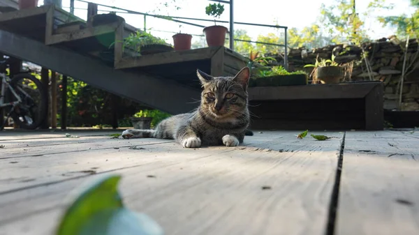 Gato Bonito Com Olhos Redondos Rosto Lindo — Fotografia de Stock