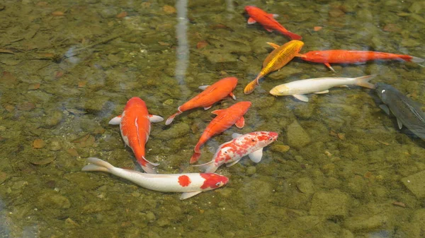 Прекрасные Рыбы Плавающие Бассейне — стоковое фото
