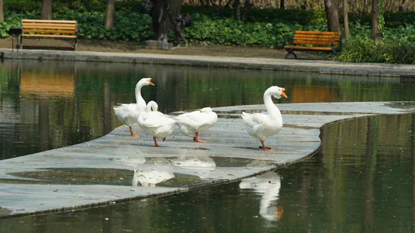 Several geese playing near the pond in the park