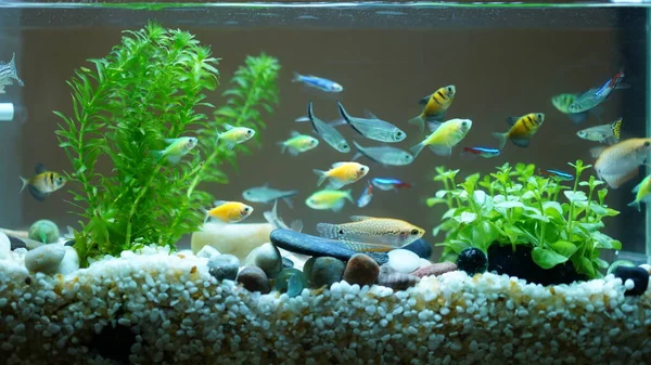 Mooie Kleurrijke Vissen Zwemmen Het Zwembad — Stockfoto